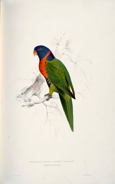 Trichoglossus rubritorquis von Edward Lear